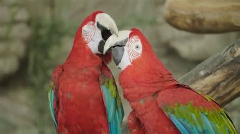 Portrait Two Scarlet Macaw Parrots Beautiful Bird Couple Scarlet Macaws