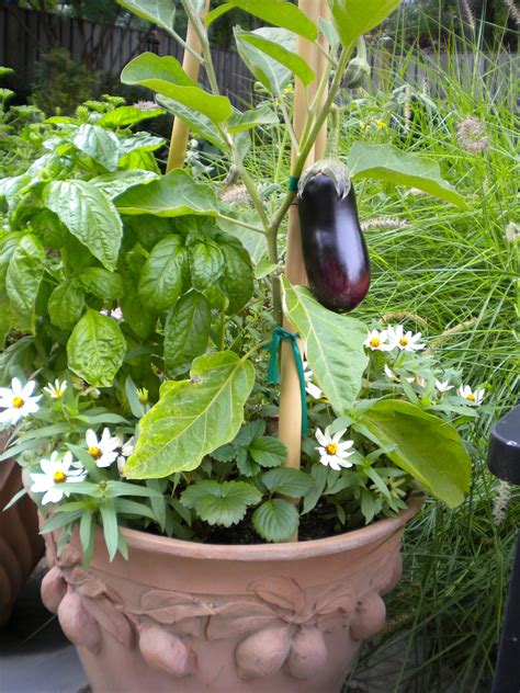 Container Vegetable Gardening Ideas Homsgarden