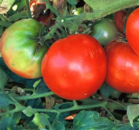 Jms Heirloom Marglobe Tomato Seeds Patio Lawn And Garden