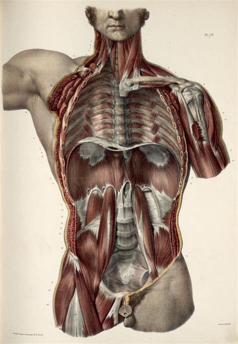 Posterior Thoracic Abdominal And Pelvic Wall Cadaver Divided In
