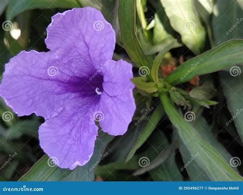 The Beautiful Purple Flower And Leafs In This Picture Stock Image