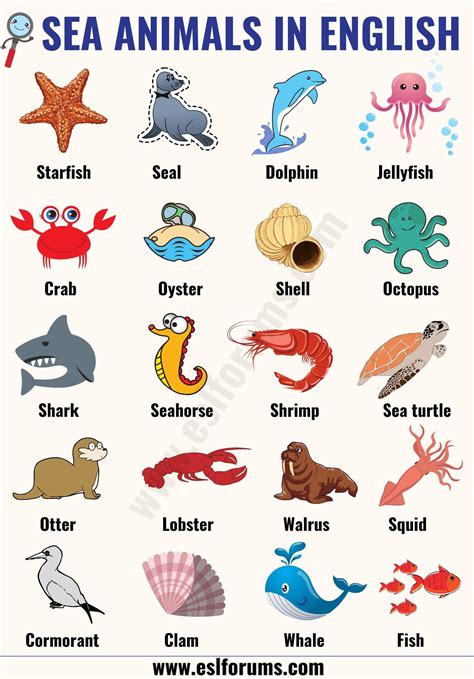 Sea Animals List Of 20 Interesting Sea Ocean Animals With The