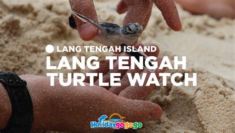 Lang Tengah Turtle Watch Turtle Conservation In Paradise Holidaygogogo