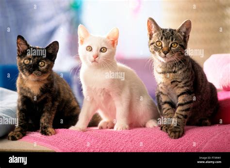 Domestic Cat Three Kittens Sitting On A Pink Blanket Studio Picture