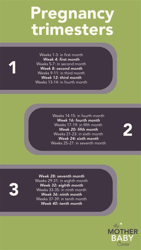Trimester Timeline Calculating Pregnancy Weeks To Months The Mother