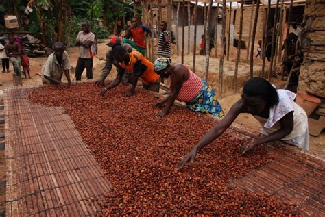 Industry Doubts Remain Over Ivory Coast Ghana Cocoa Floor Price