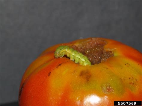 Corn Earworm Tomato Fruitworm Helicoverpa Zea On Garden Tomato