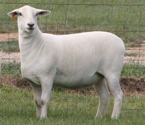Australian White Sheep Breeders Association Breed Standards