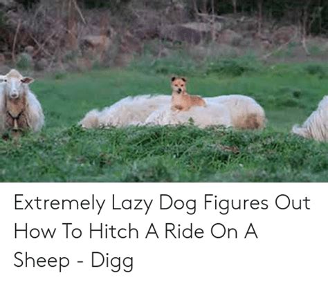 Extremely Lazy Dog Figures Out How To Hitch A Ride On A Sheep Digg