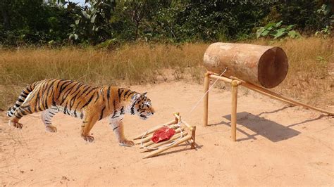 Awesome Man Make Quick Easy Tiger Trap Using Big Wood Easy Tiger Trap