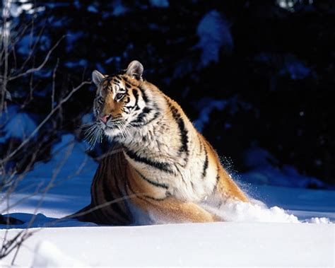 Beautiful Tiger Pet Tiger Siberian Tiger Tiger Images