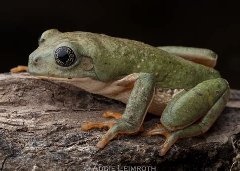 Agalychnis Dacnicolor Mexican Giant Tree Frog Addie Leimroth Flickr