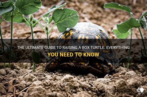 The Ultimate Guide To Raising A Box Turtle Everything You Need To Know