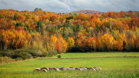 Autumn Landscape With Colorful Trees In Forest Montreal Quebec