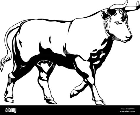 Sketch Bull On White Background Stock Vector Image And Art Alamy