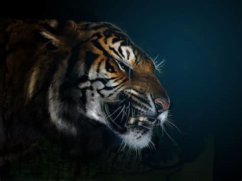 Free Download Cool Tiger Face Wallpaper 1024x768 For