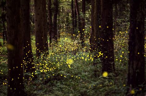 Firefliesforest Bing Wallpaper Download