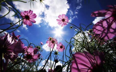 The great collection of flower desktop background for desktop, laptop and mobiles. flowers, Nature, Pink Flowers, Worms Eye View, Sun, Cosmos ...