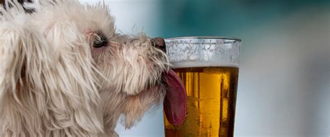 What Happens If A Dog Gets Drunk