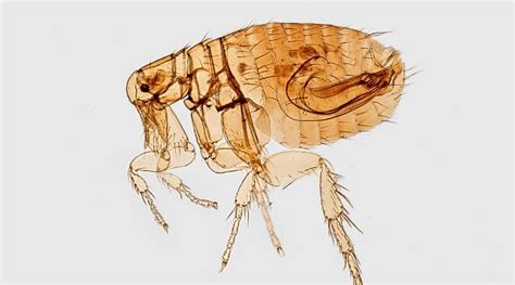 What You Need To Know About Fleas Ridpest Malaysias Number 1