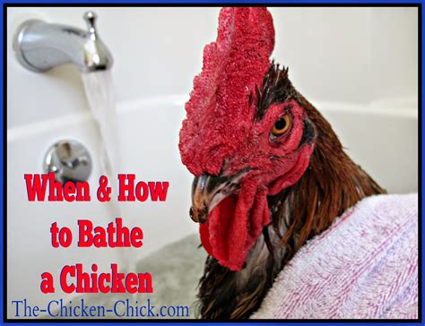 About press copyright contact us creators advertise developers terms privacy policy & safety how youtube works test new features press copyright contact us creators. How and When to Give a Chicken a Bath | The Chicken Chick®
