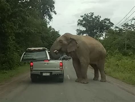 Curbside pick up and delivery available! A Giant Elephant in Thailand Knocks the Cap Off the Bed of ...