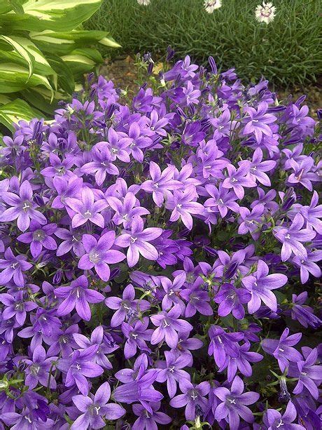 Purple Perennials That Bloom All Summer Pc Campanula Purple Get Mee