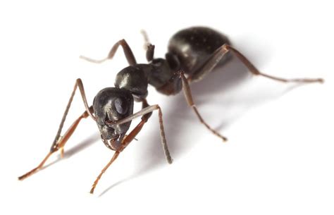 How Long Do Ants Live Pest Defence