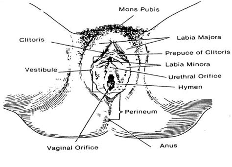 Female body internal organs chart with labels on white background. Reproductive Anatomy and Physiology: External Female Genitalia
