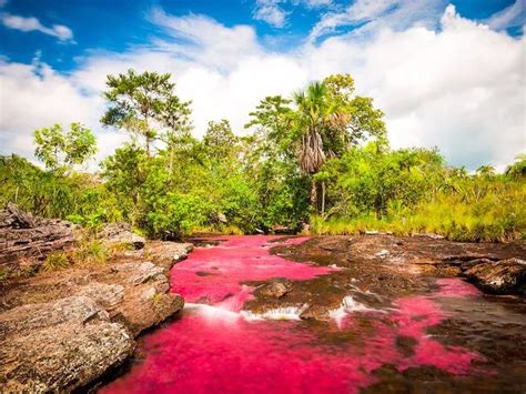 Caño Cristales River In Colombia Is Also Known As The River Of Five