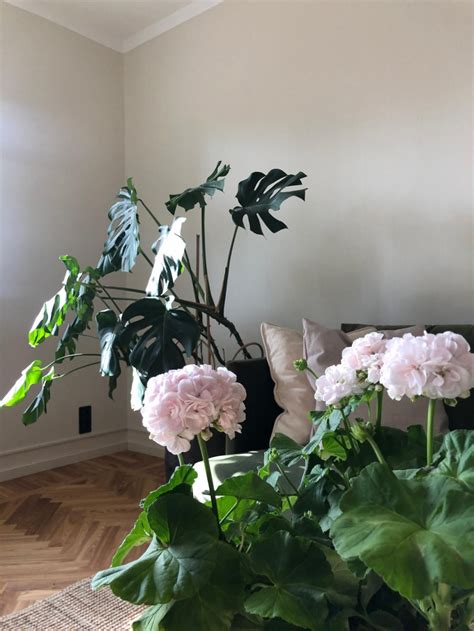 Una selezione di piante con fiori rosa per la pianificazione in versione pink del vostro giardino. Piante da interno con fiori - Foto 1 LivingCorriere