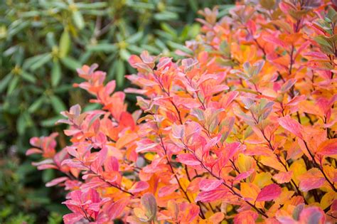 ‘tor Birchleaf Spirea Spiraea Betulifolia Gorgeous Fall Colors