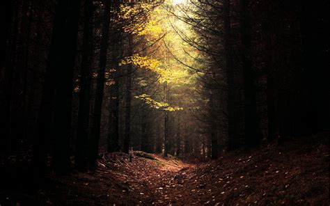 Hintergrundbilder Sonnenlicht Bäume Landschaft Wald Blätter