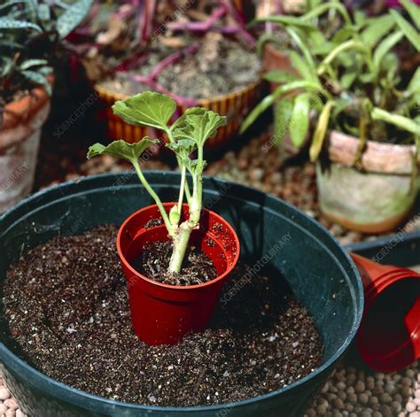 Potting Up Rooted Cutting Stock Image B8610138 Science Photo Library