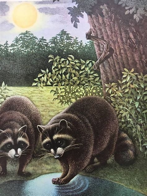 Vintage Raccoon Print Vintage Naturalist Book Print Etsy Raccoon
