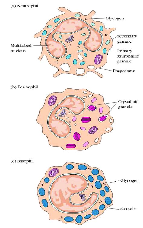 B Drawings Showing Typical Morphology Of Granulocytes Note