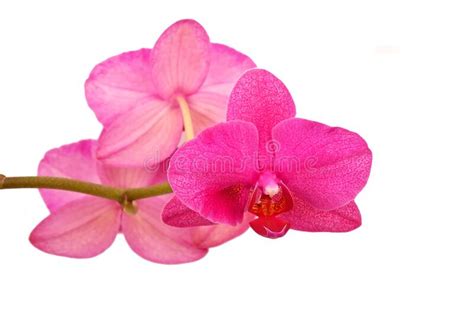 Pink Orchid Flower Stock Image Image Of Bright Blossom 232564629