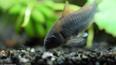 Cory Catfish Care Diet Size Tankmates And Lifespan Video