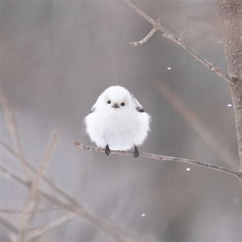 雪の妖精「シマエナガちゃん」シリーズの新作が刊行されました。 シマエナガは、北海道地方にだけ生息する小さな鳥です。この可愛らしさに魅せられて
