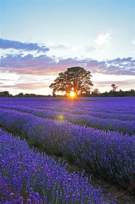 Sunset Over Lavender Field 3 Lavender Fields Beautiful Nature