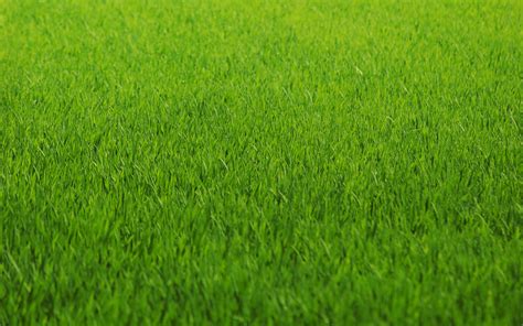 5 August Lawn Care Tips