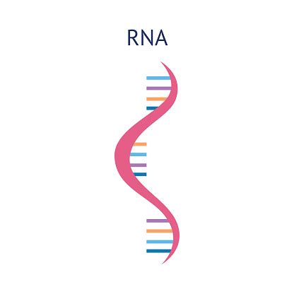 Jun 01, 2021 · the messenger rna, or mrna, platform may be new to the global public, but it's a technology that researchers had been betting on for decades. Scientific Icon Structure Of A Rna Molecule Vector ...