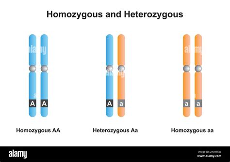 Conception Scientifique De Chromosomes Homozygotes Et Hétérozygotes