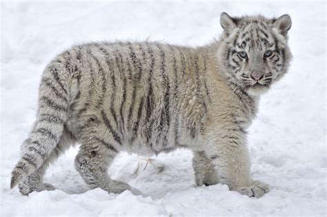 White Snow Tiger Cub By Josef Gelernter Photo 27679897 500px