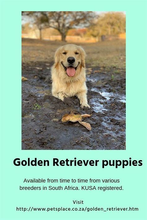 √√ Golden Retriever As A Pet Gauteng South Africa Buy Puppy In Your Area