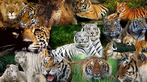 Tiger Predator Leopard Lion Jaguar Cheetah Wallpapers Hd Desktop