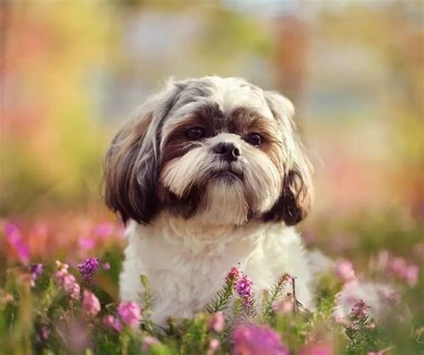 Shih Tzu Facts For Kids