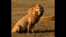 Lol GIF Lion Roar Roaring Discover Share GIFs