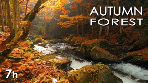 Autumn Forest Relaxing Nature Video River Sounds