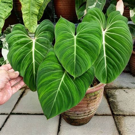 Mengenal Philodendron Gloriosum Tanaman The Best Porn Website